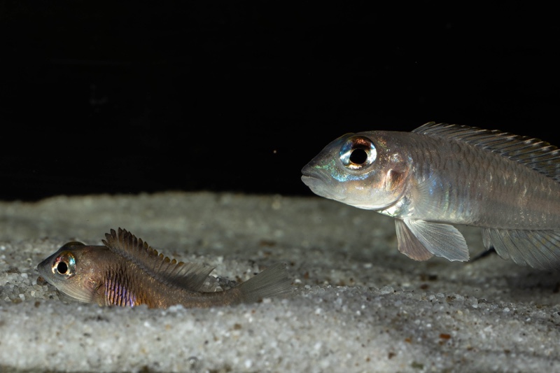 Lamprologus laparogramma 'Namansi'